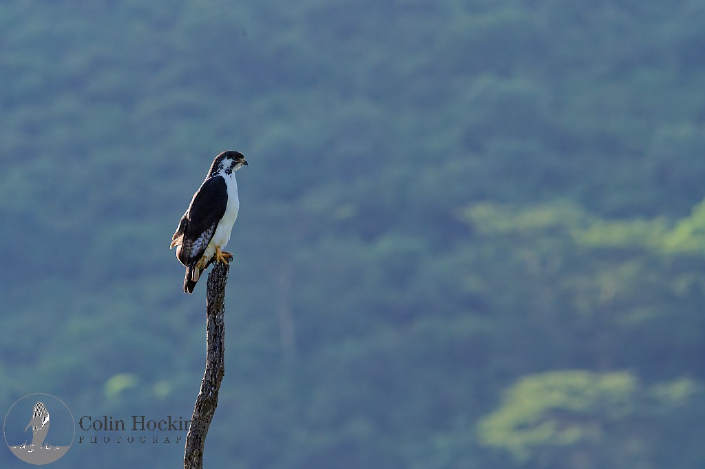 Augur Buzzard - ML638038578