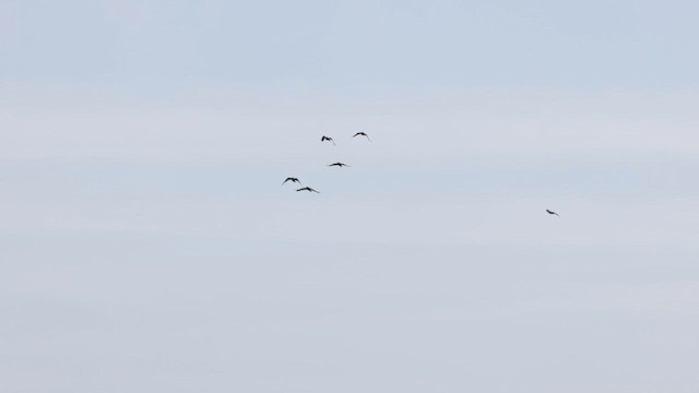 Common Raven - ML638038579