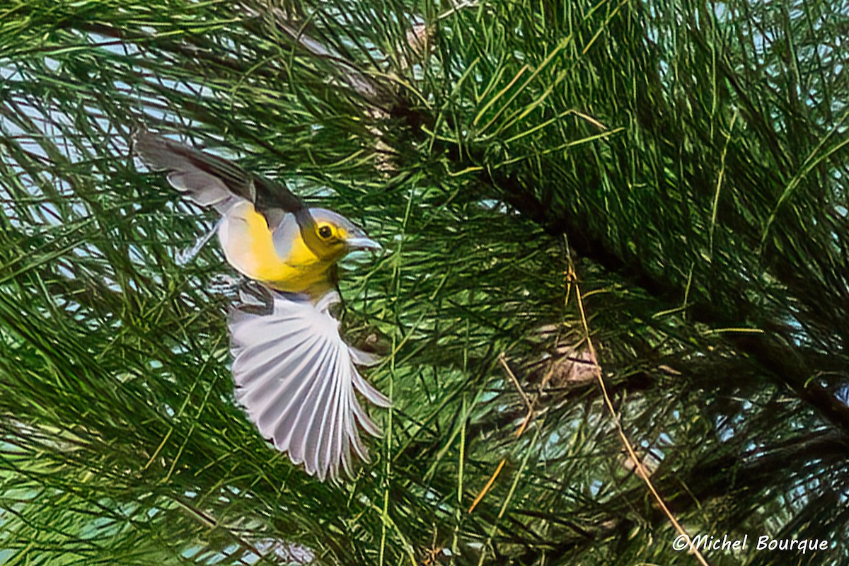 Oriente Warbler - ML638038582
