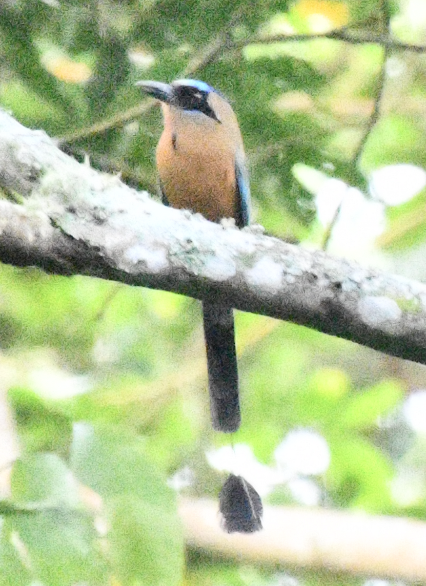Whooping Motmot - ML638038583