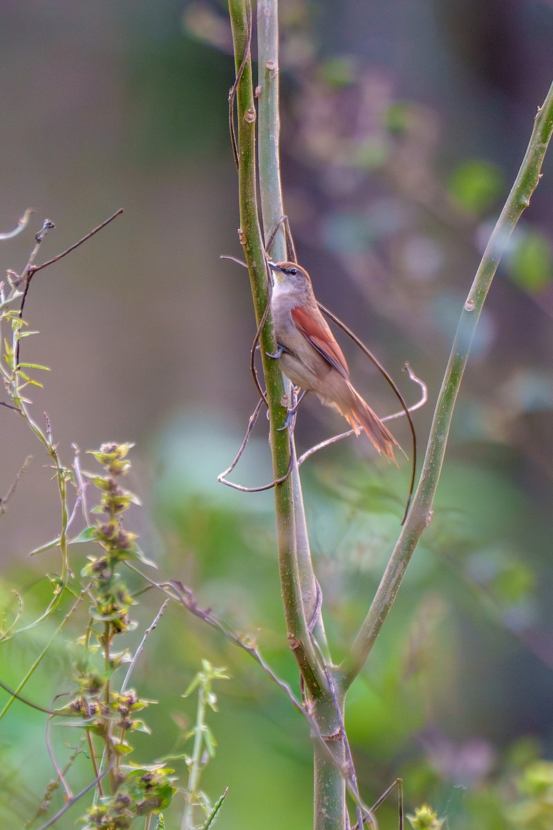 Yellow-chinned Spinetail - ML638038602