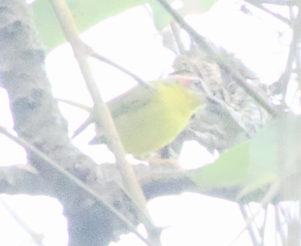 Chestnut-capped Warbler - ML638038604