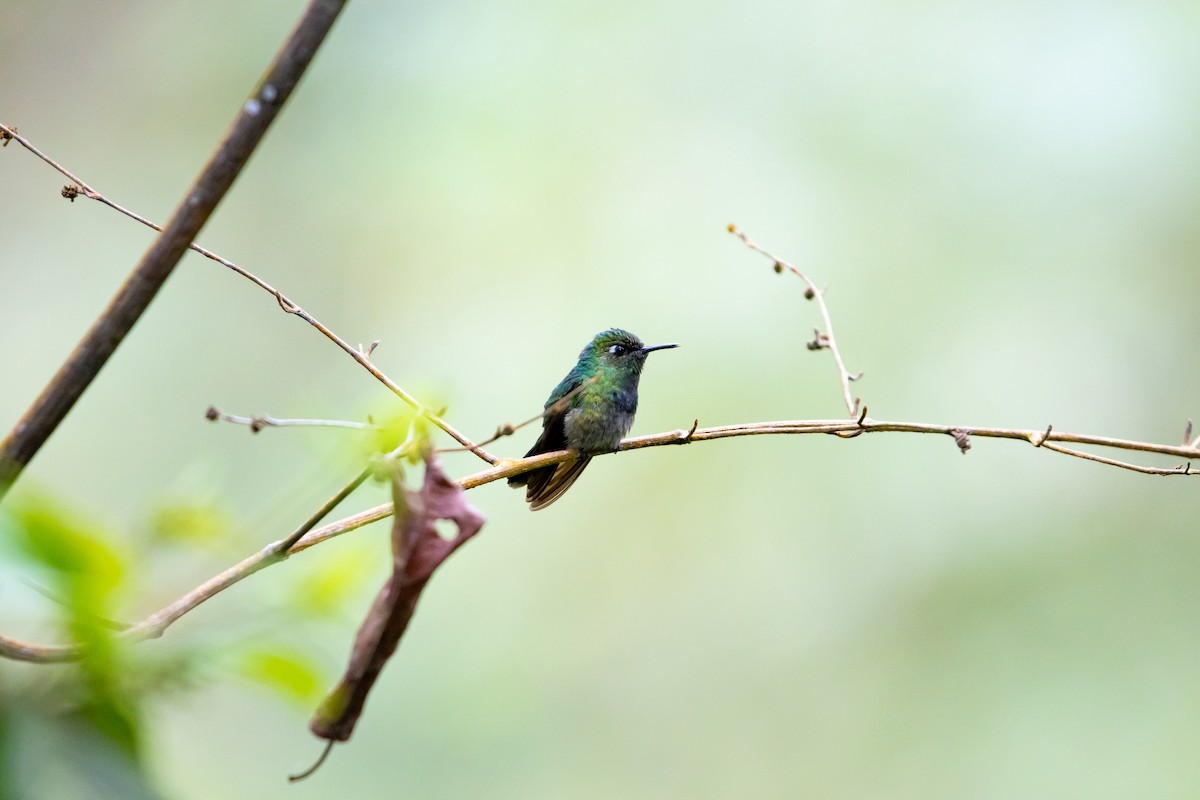 Emerald-chinned Hummingbird - ML638038610