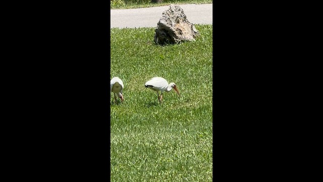 White Ibis - ML638038612