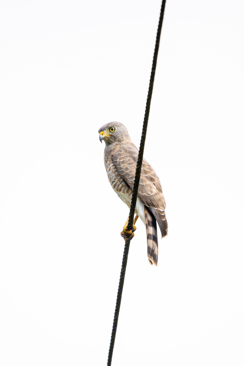 オオハシノスリ - ML638038639