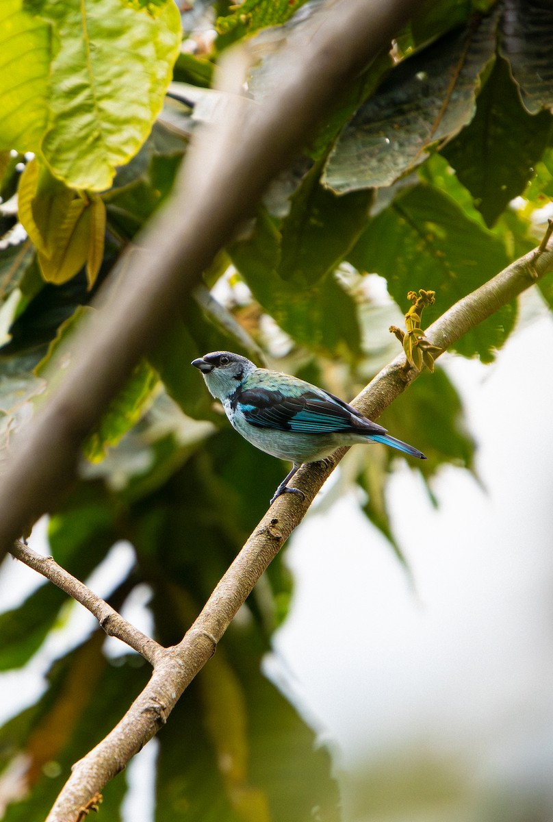 ミズイロフウキンチョウ - ML638038643