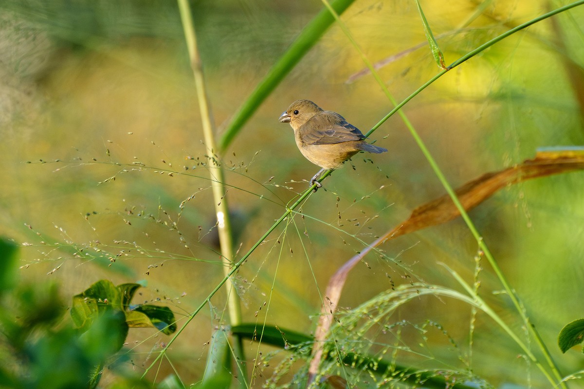 Double-collared Seedeater - ML638038700