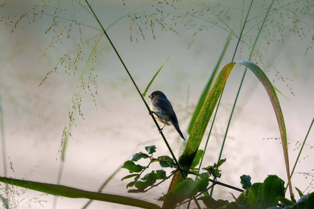 Double-collared Seedeater - ML638038701