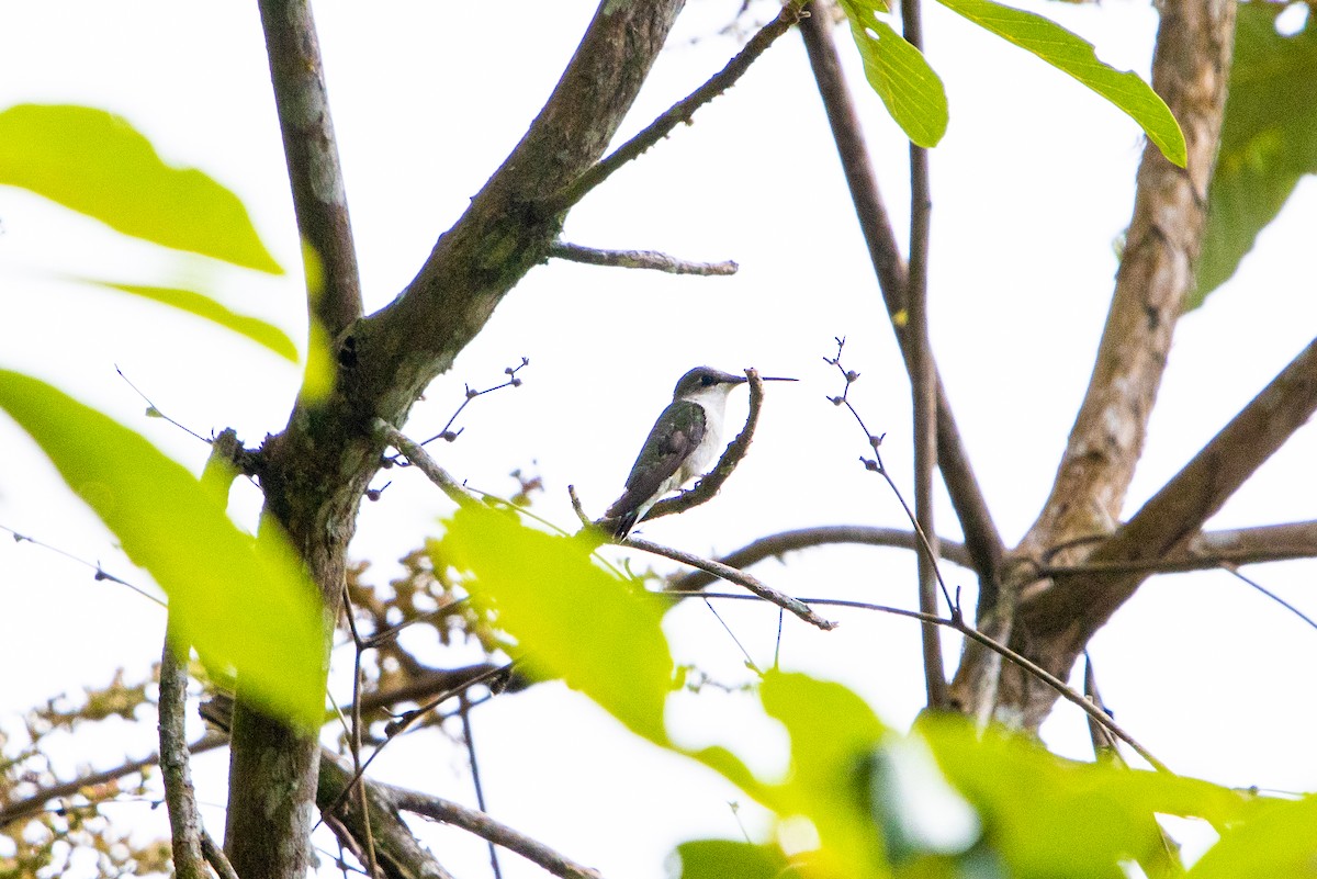 ノドアカハチドリ - ML638038703