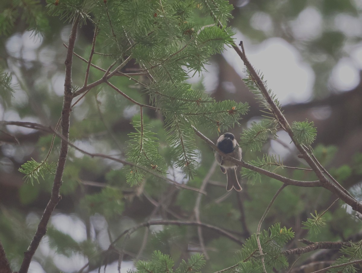 Mexican Chickadee - ML638038725