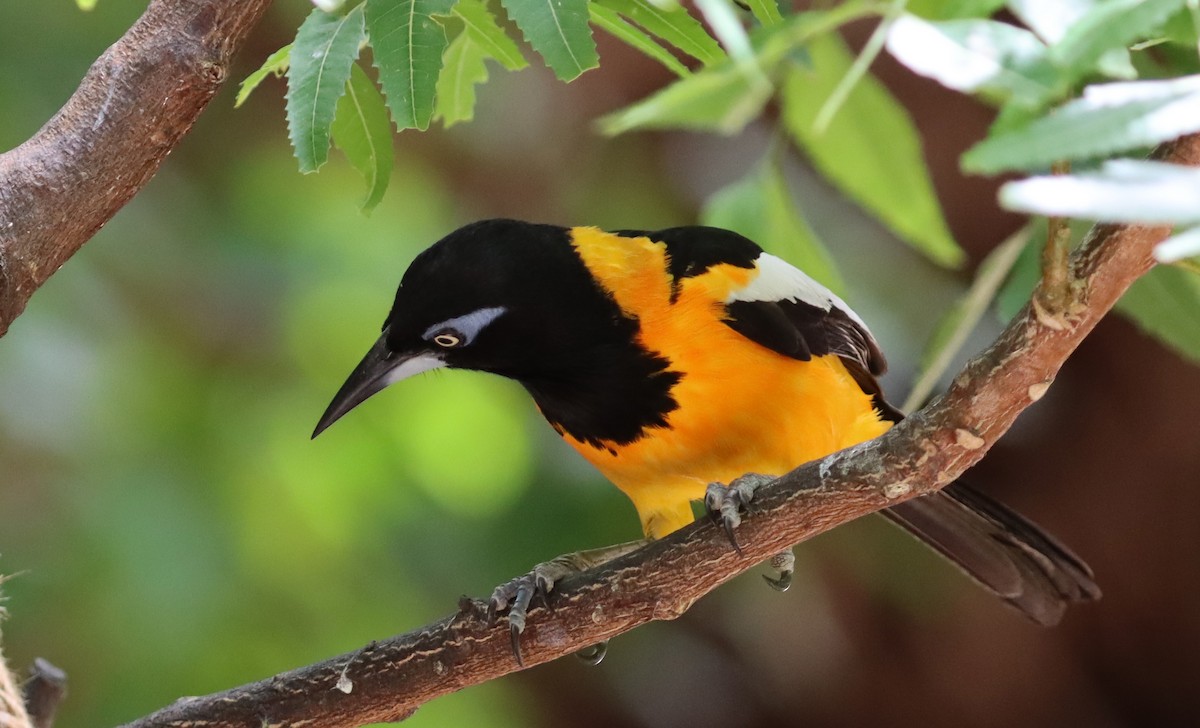 Venezuelan Troupial - ML638038726