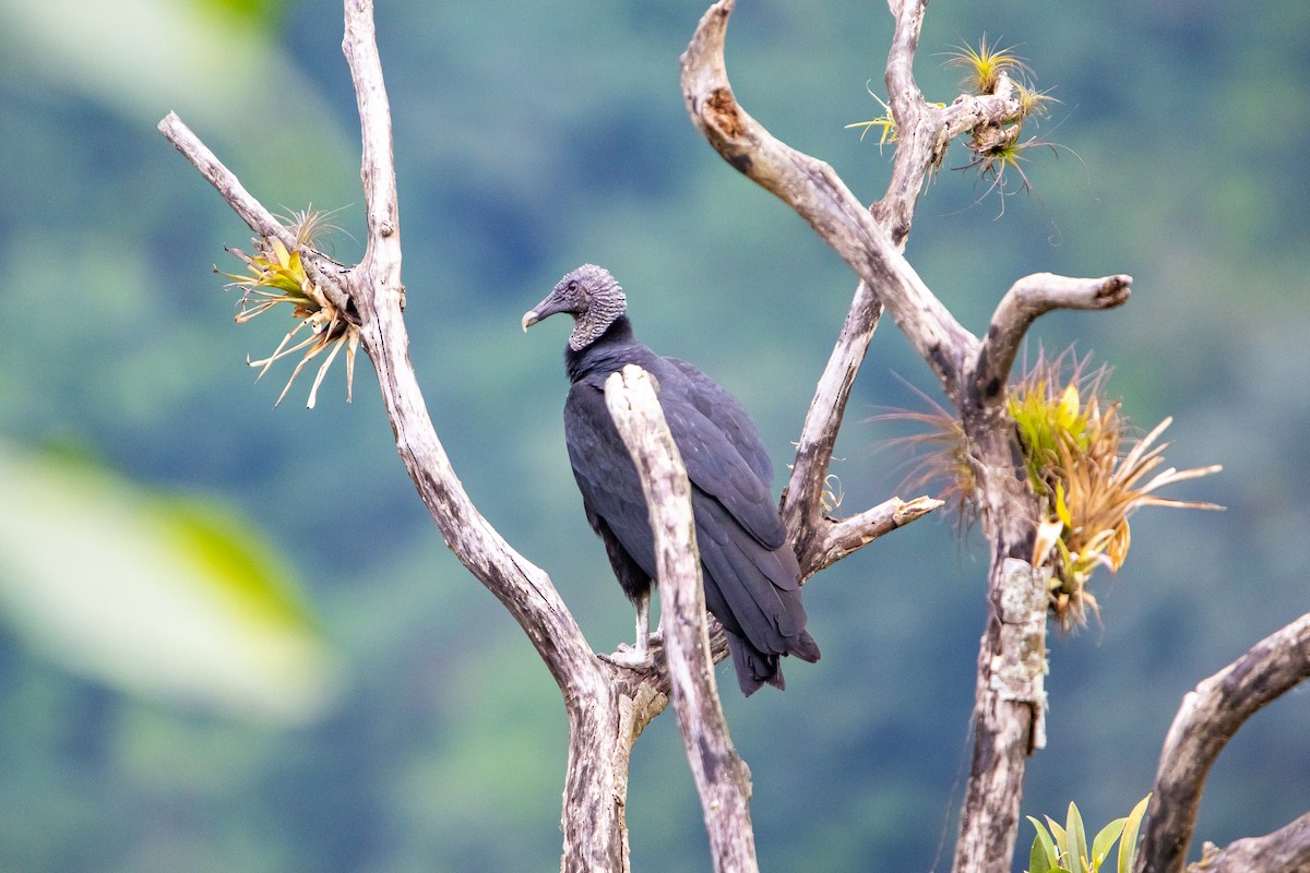 クロコンドル - ML638038734