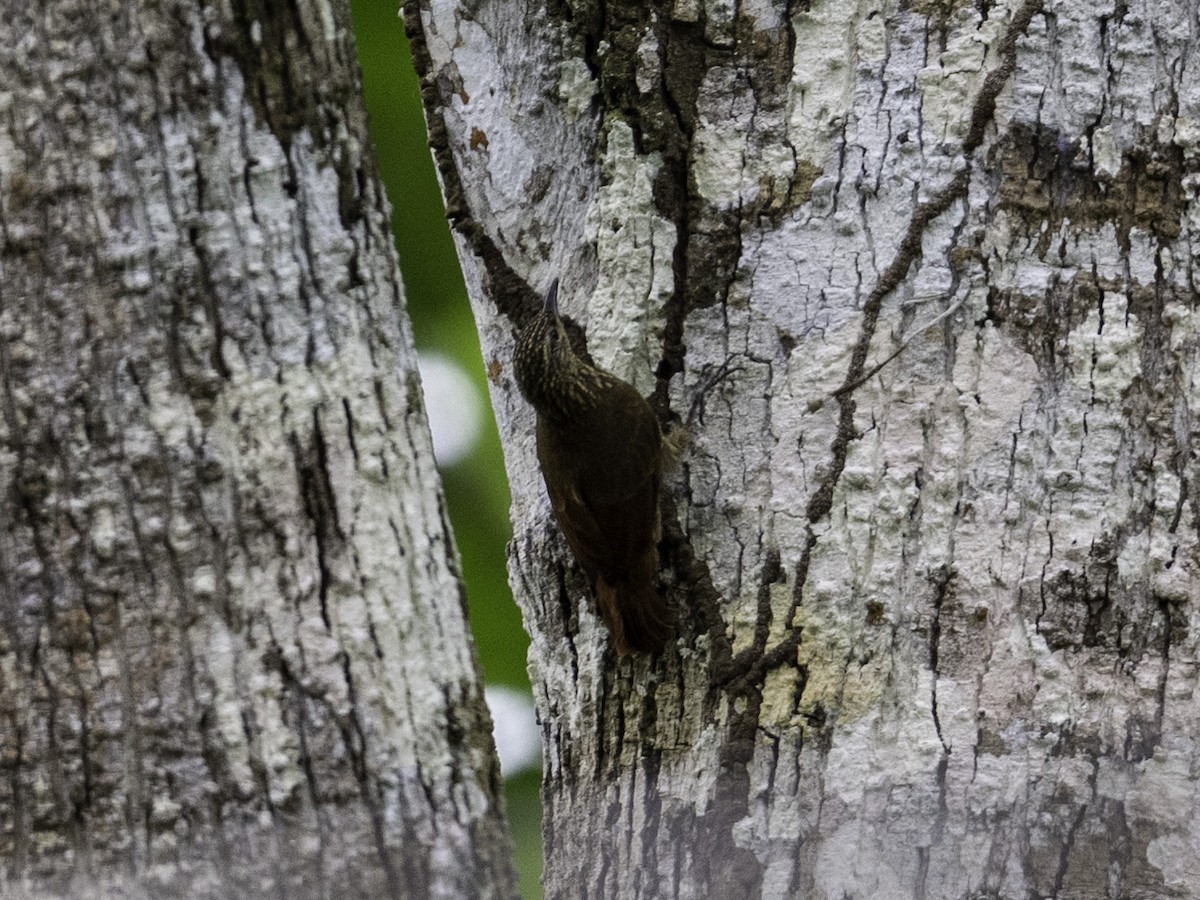 Streak-headed Woodcreeper - ML638038739