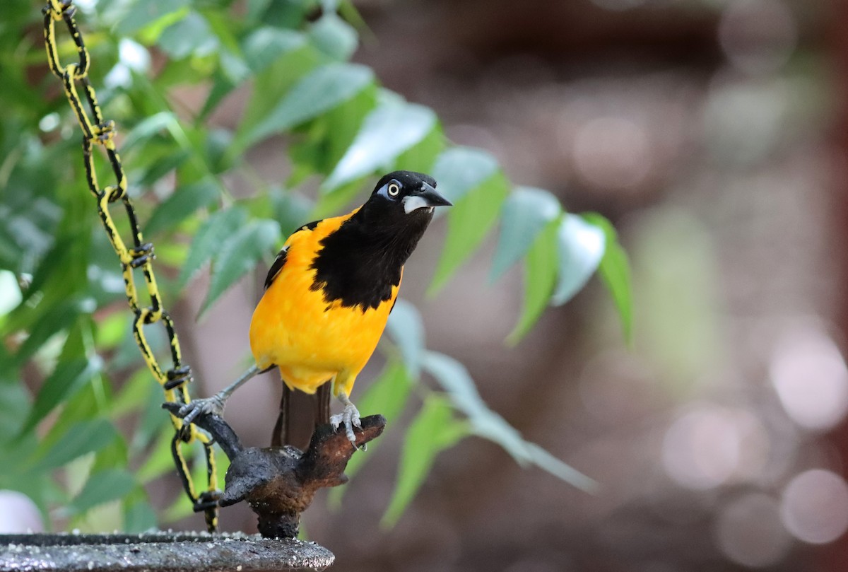 Venezuelan Troupial - ML638038741