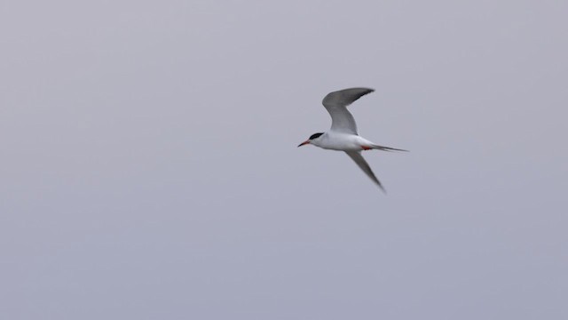 Forster's Tern - ML638038771