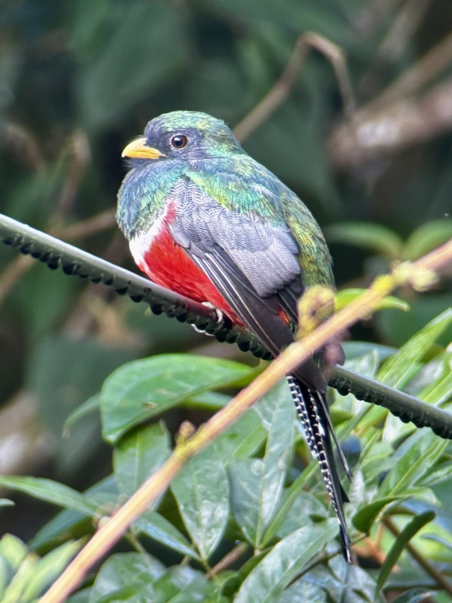 Collared Trogon - ML638038778
