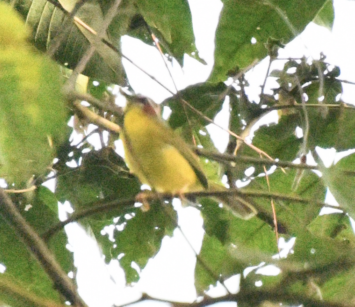 Chestnut-capped Warbler - ML638038780