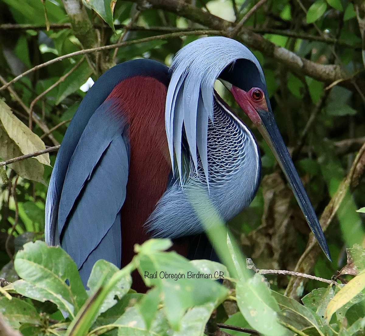 Agami Heron - ML638038783