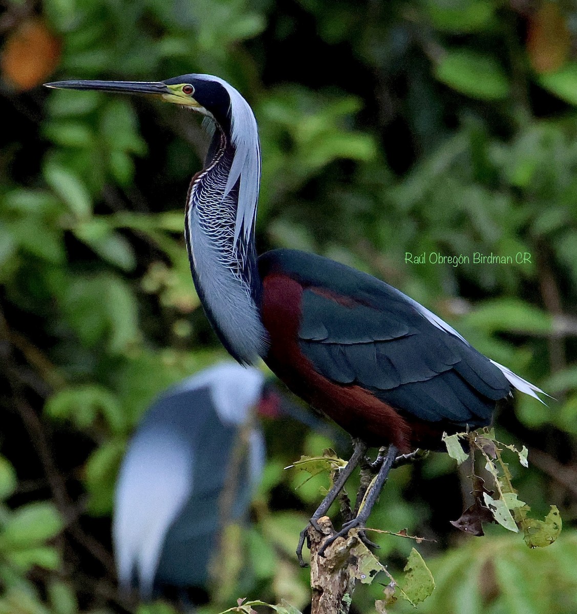 Agami Heron - ML638038784