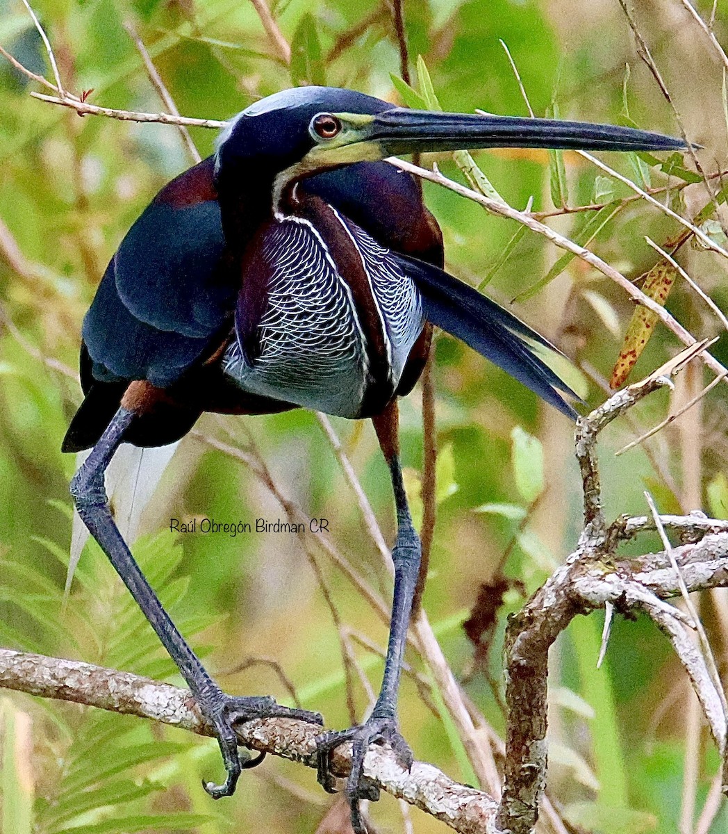 Agami Heron - ML638038785
