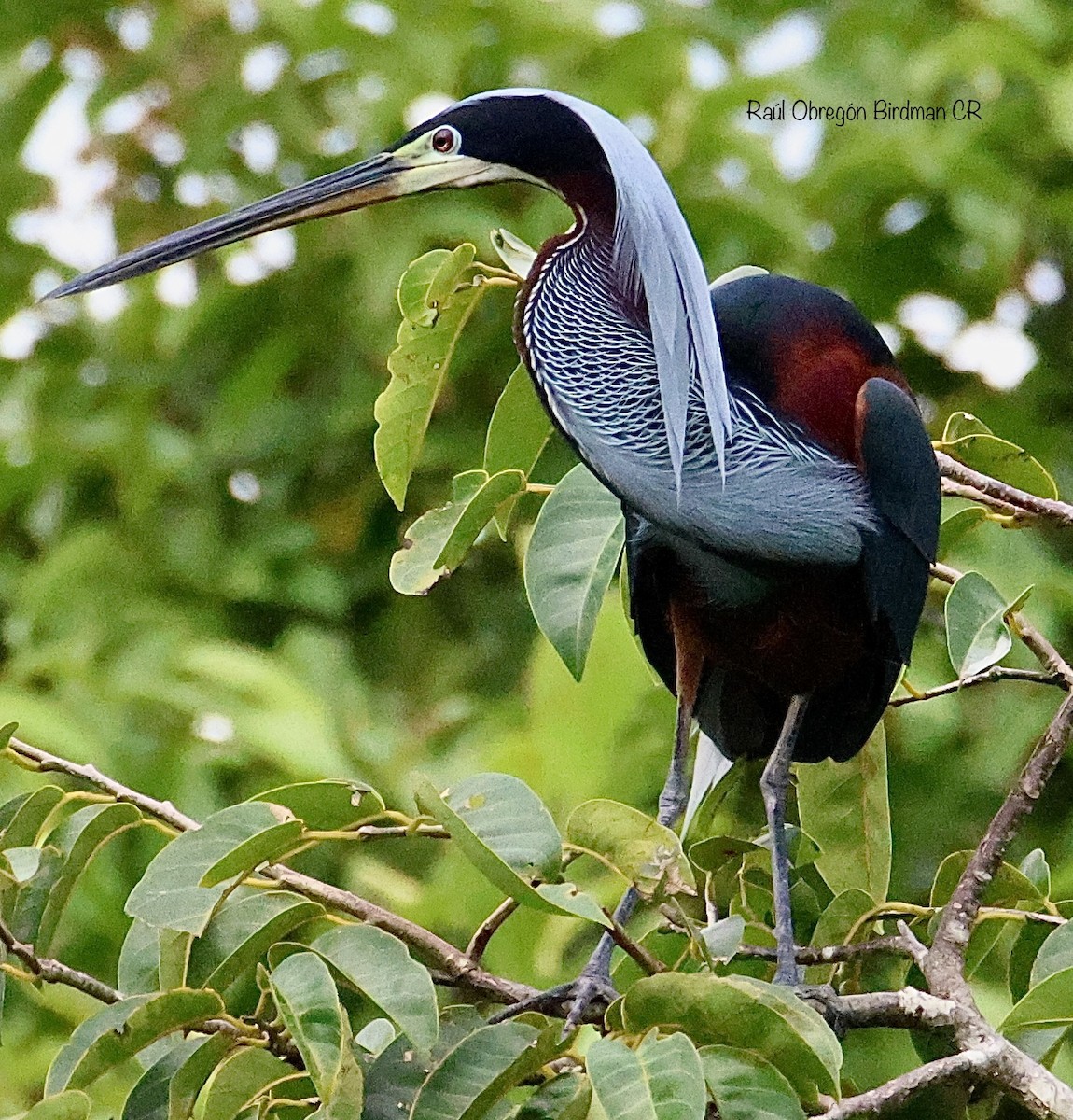 Agami Heron - ML638038786