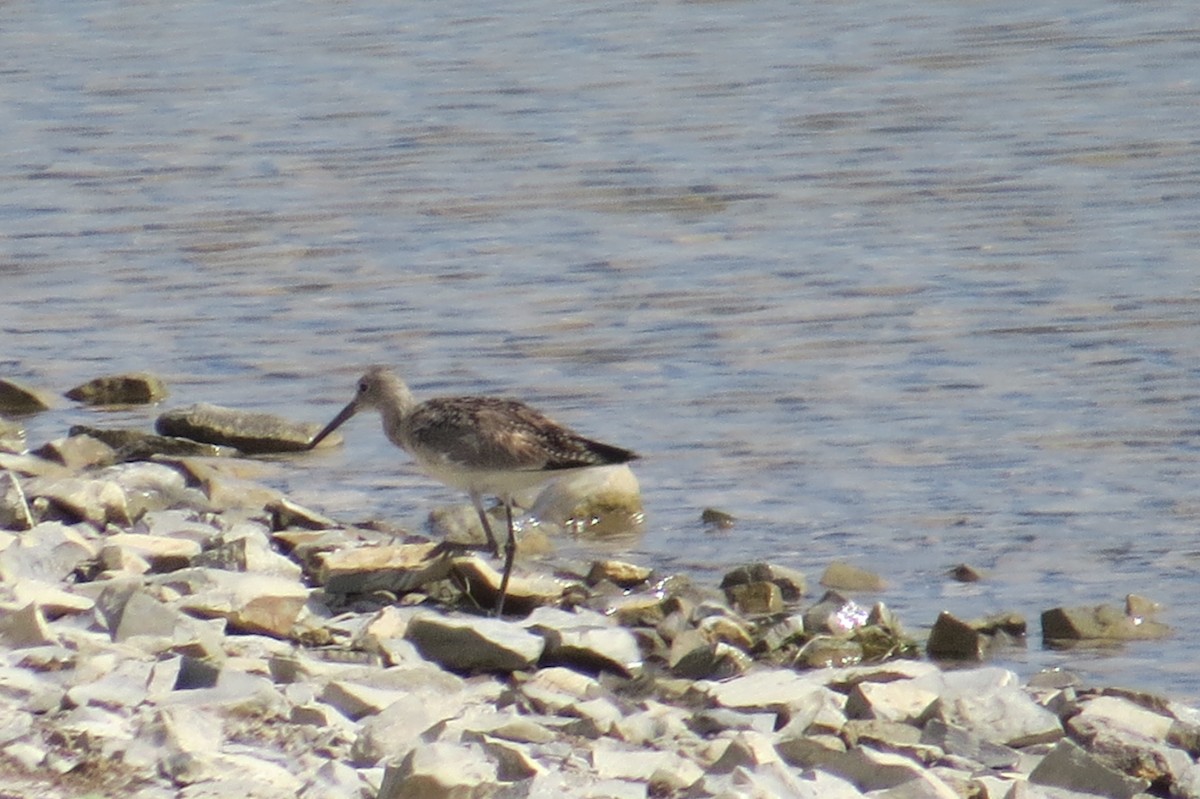 Willet - ML638038790