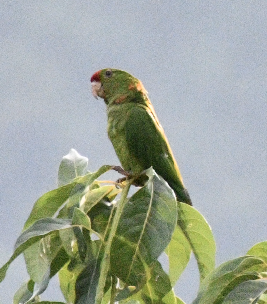 Scarlet-fronted Parakeet - ML638038792