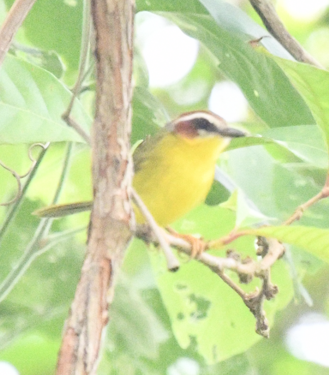 Chestnut-capped Warbler - ML638038799