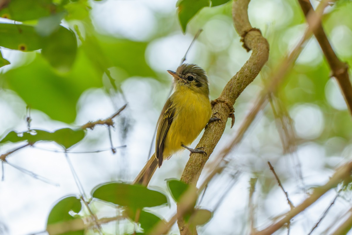 Yellow-olive Flatbill - ML638038812