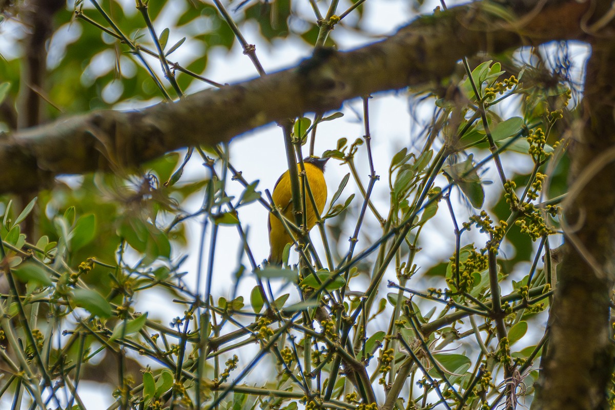 Purple-throated Euphonia - ML638038830