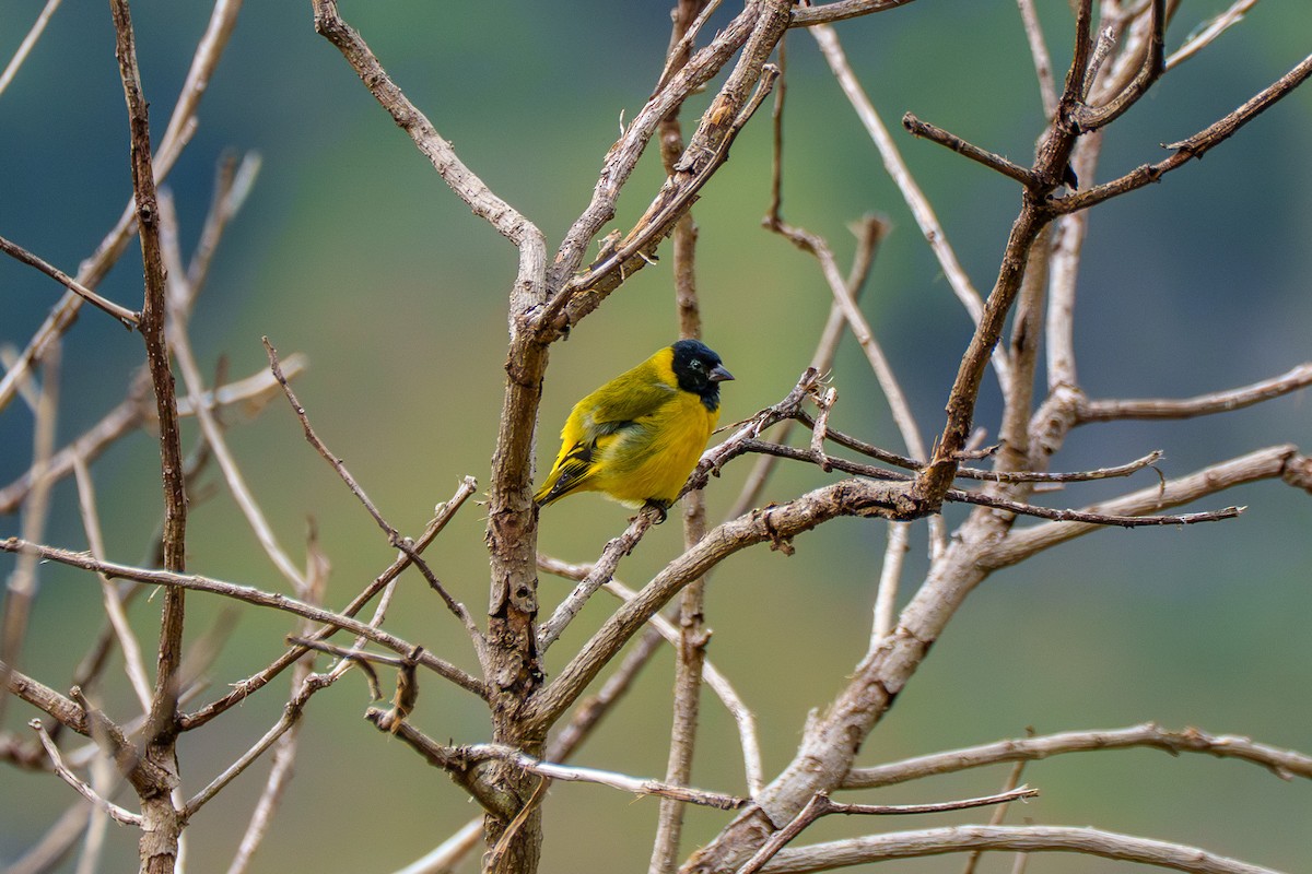 Hooded Siskin - ML638038844