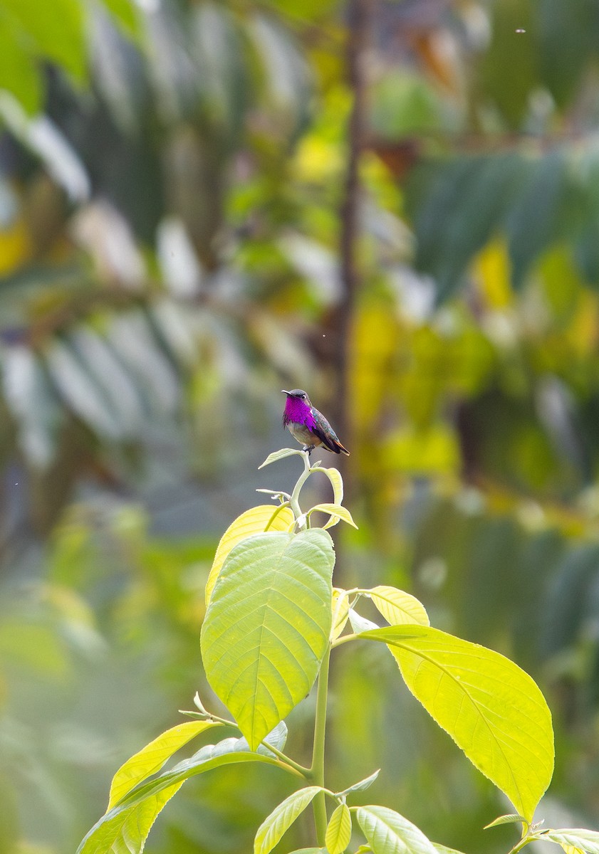 Wine-throated Hummingbird - ML638038863