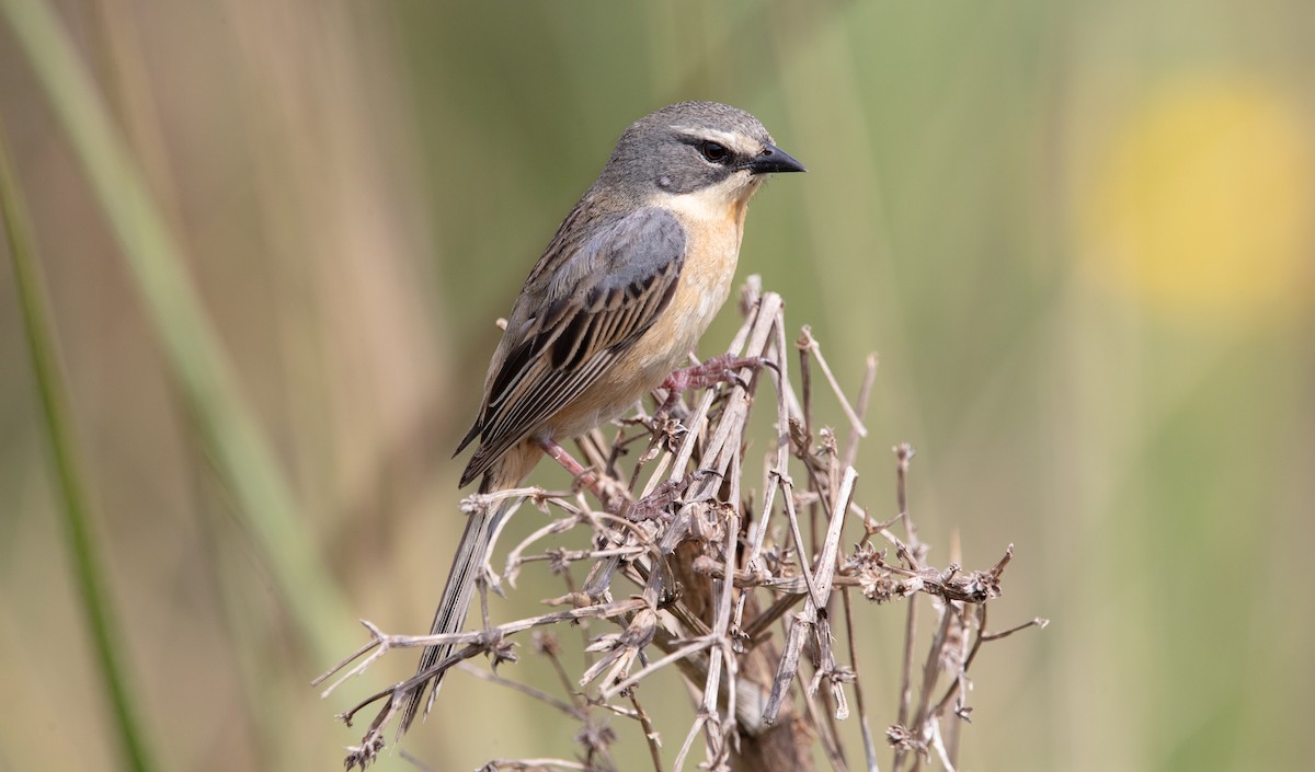 Long-tailed Reed Finch - ML638038892