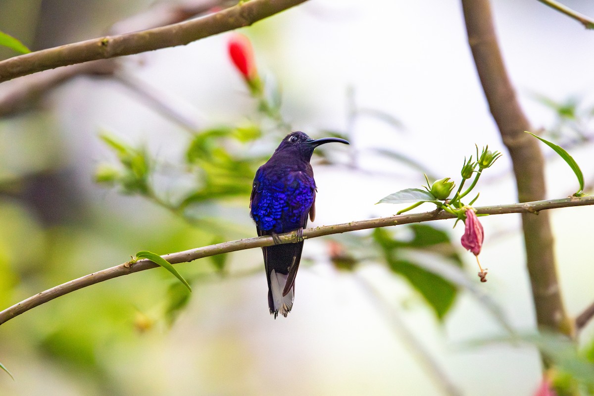 Violet Sabrewing - ML638038915