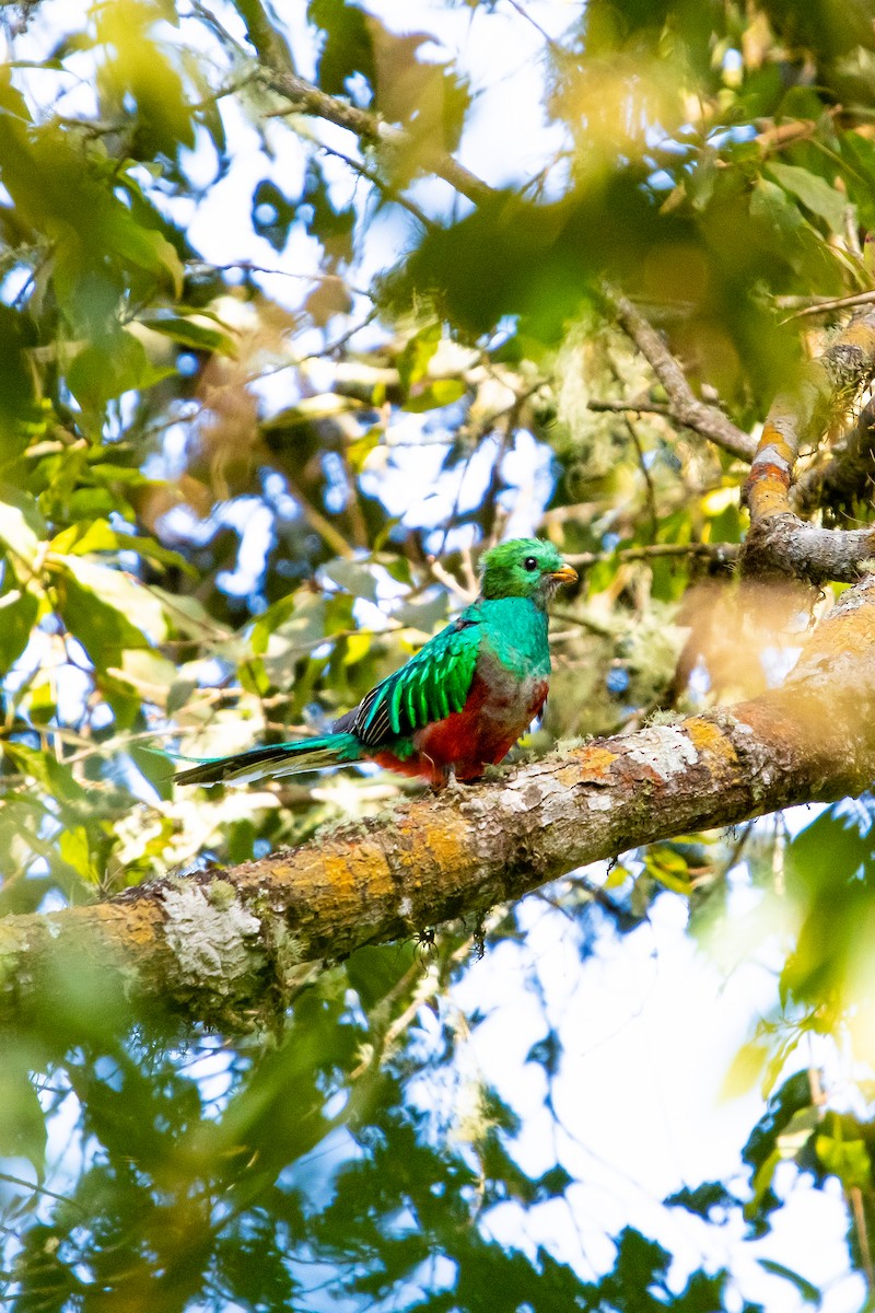 Resplendent Quetzal - ML638038921