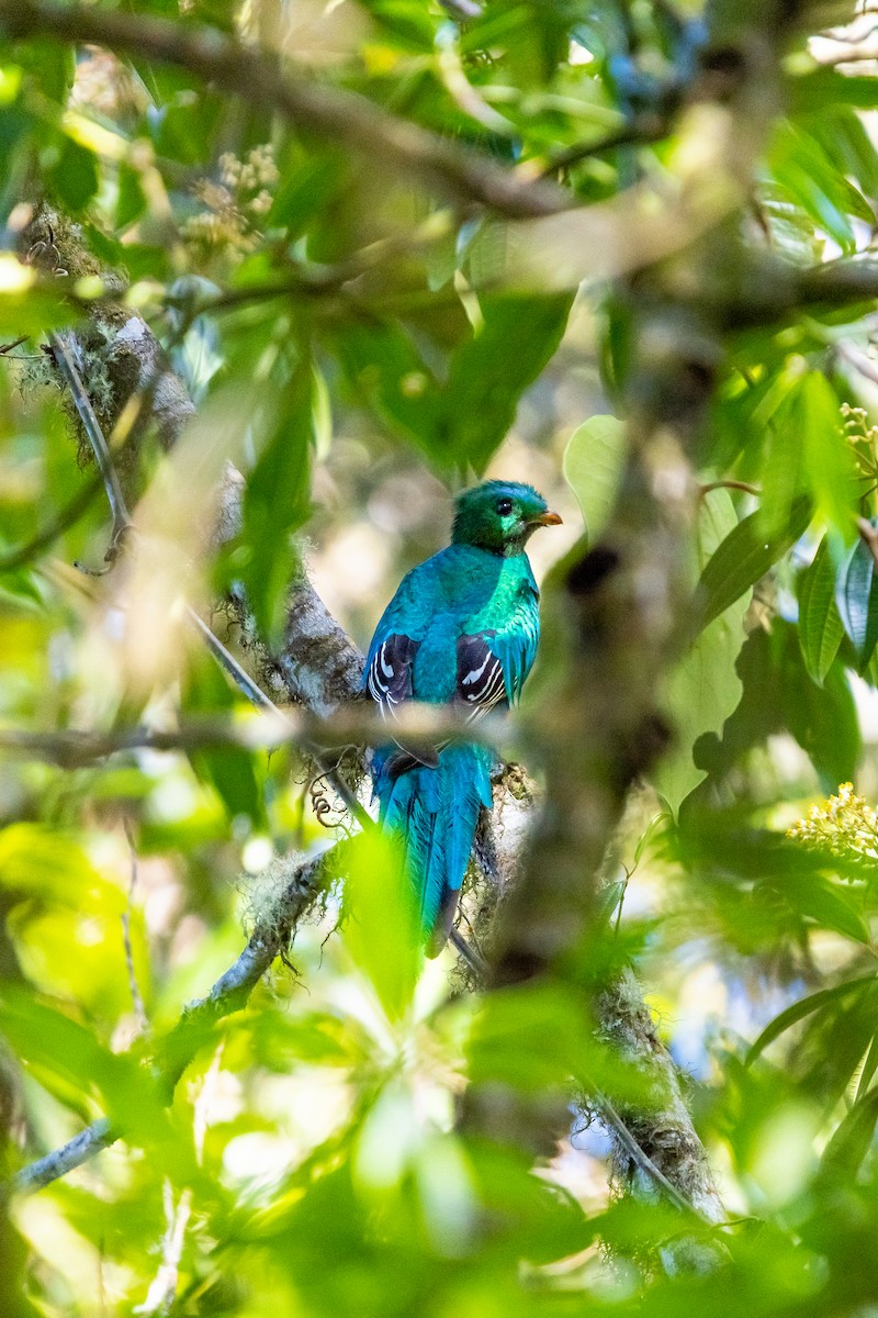 Resplendent Quetzal - ML638038924