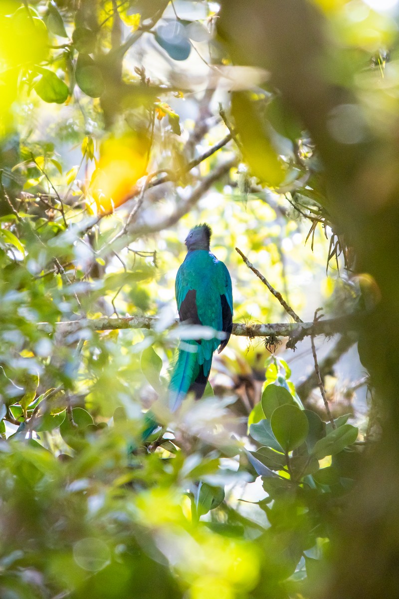 Resplendent Quetzal - ML638038933