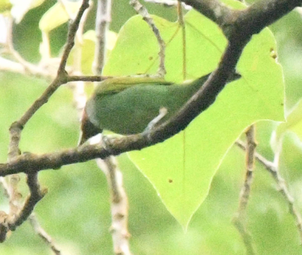 Bay-headed Tanager - ML638038955