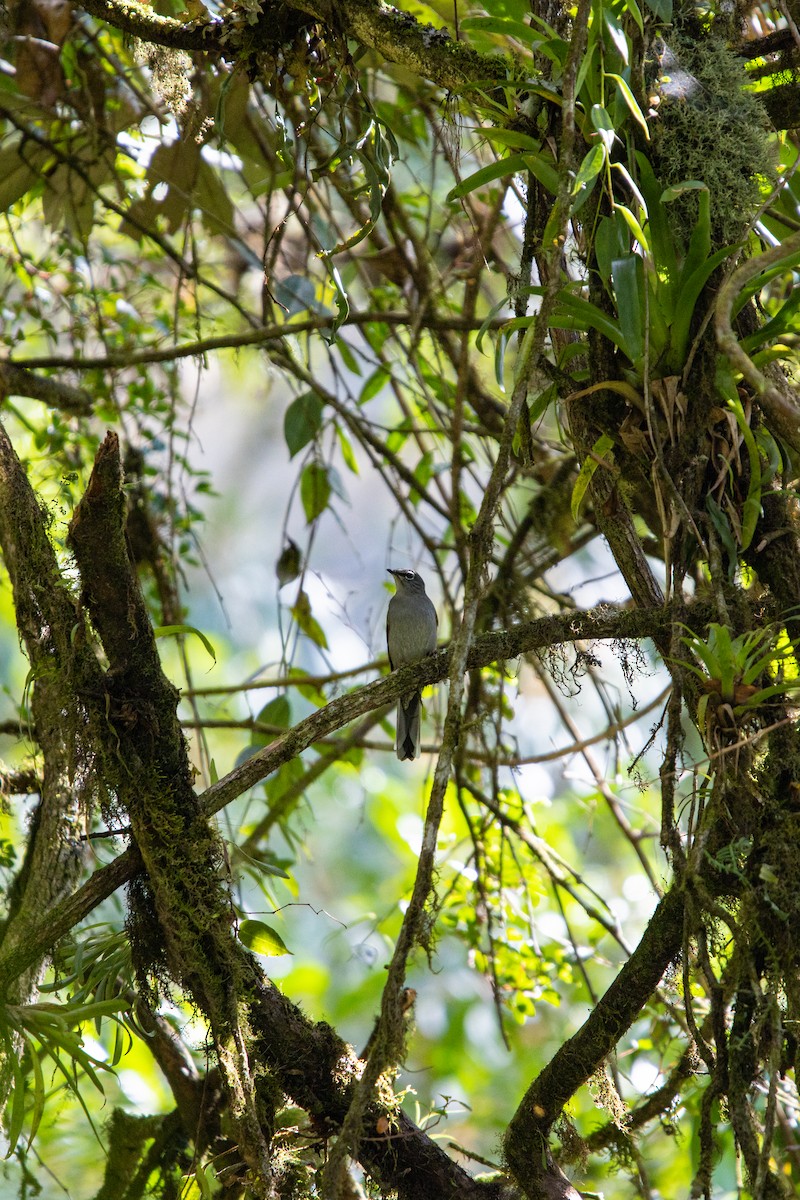 クリセヒトリツグミ - ML638038960