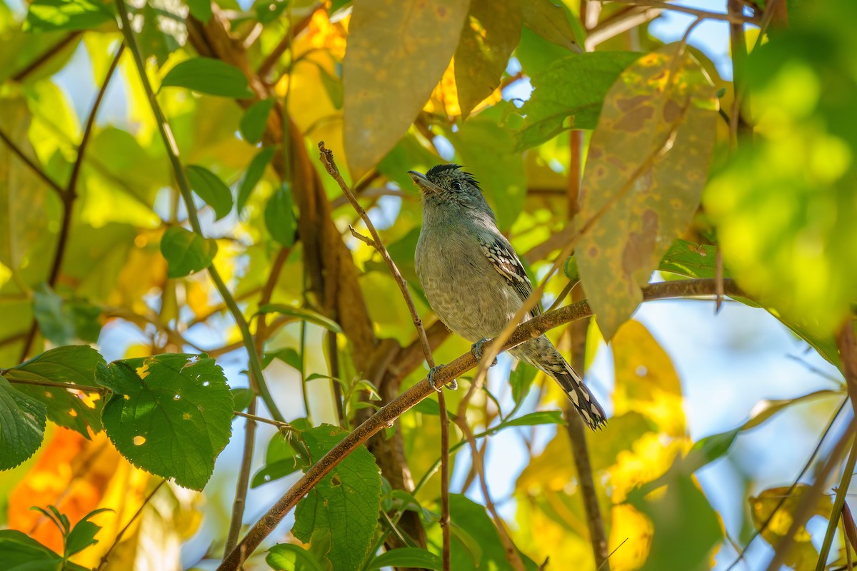 Variable Antshrike - ML638038969
