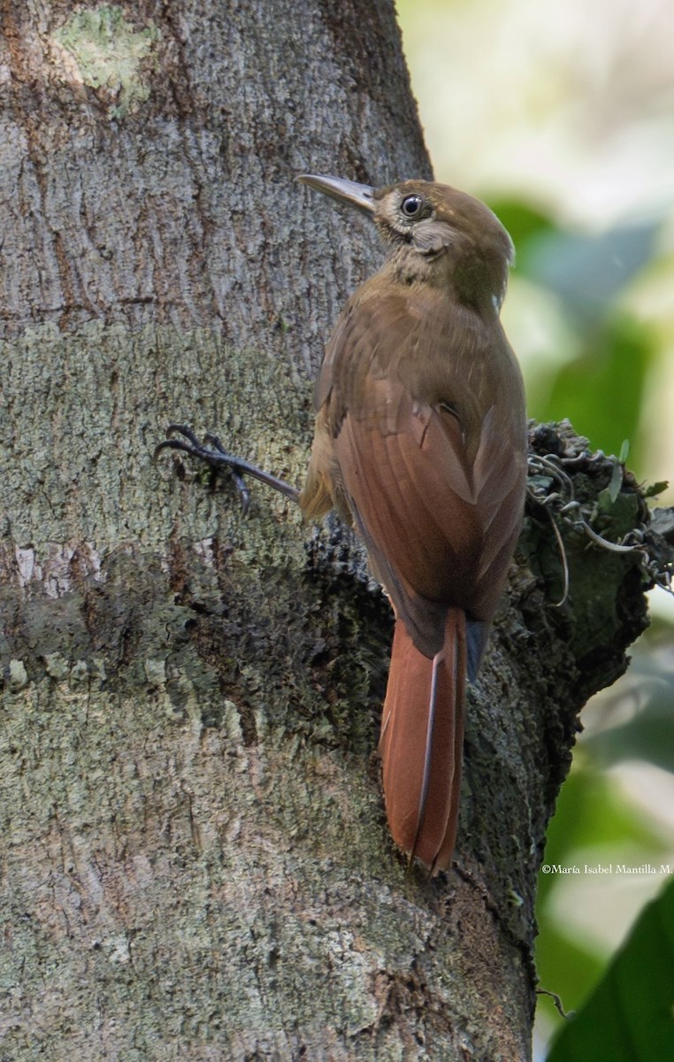 Plain-brown Woodcreeper - ML638039099