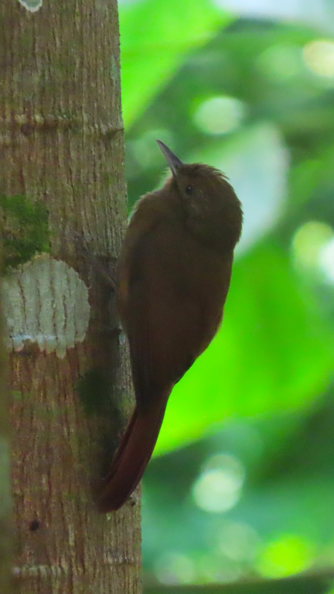 Plain-winged Woodcreeper (Plain-winged) - ML638039122