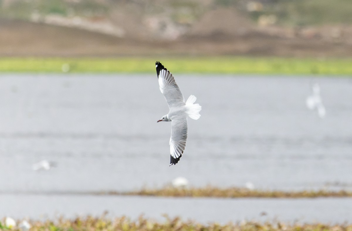 Gray-hooded Gull - ML638039126
