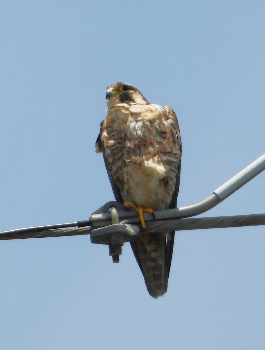 Эгэл шонхор - ML638039130