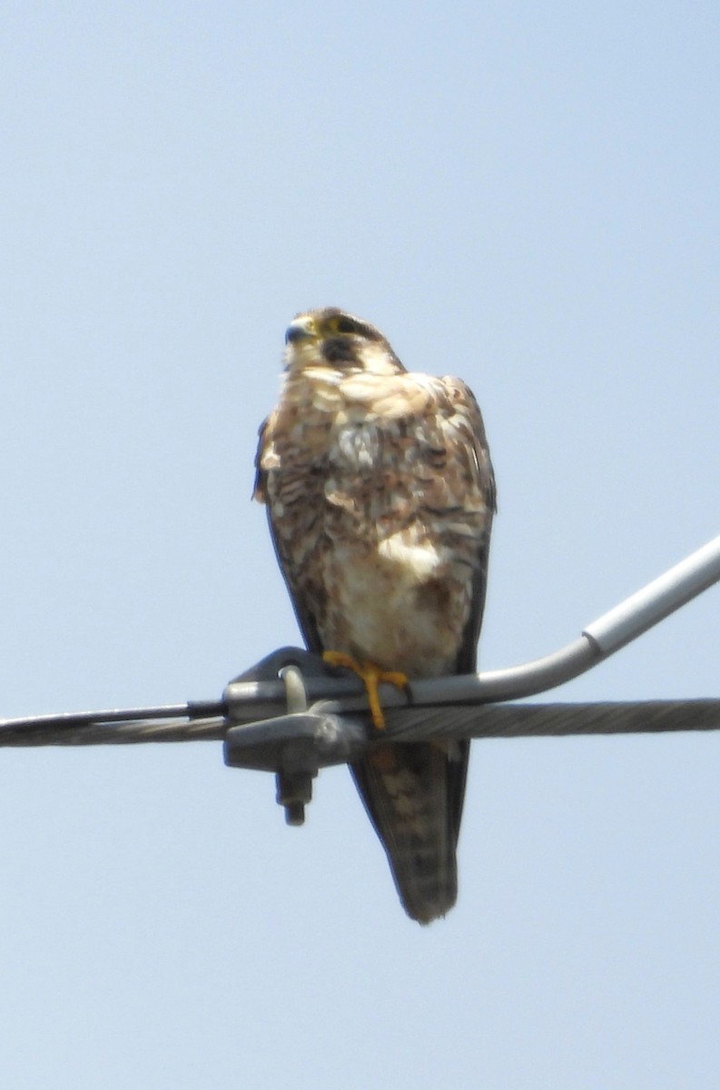 Эгэл шонхор - ML638039147