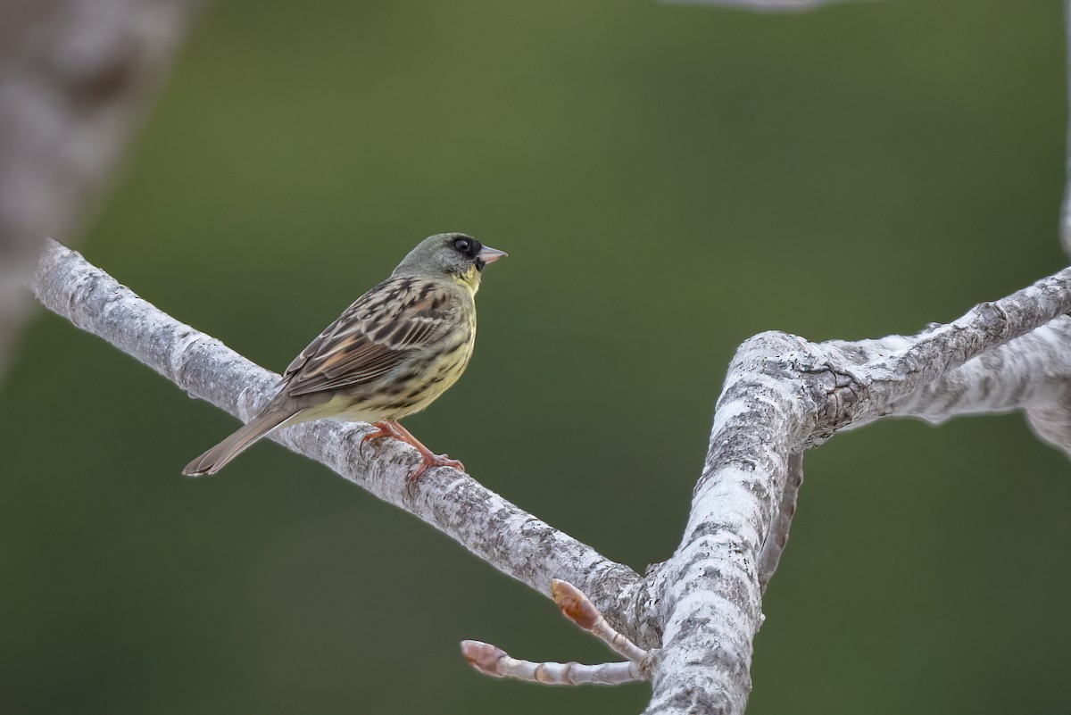 Masked Bunting - ML638039164