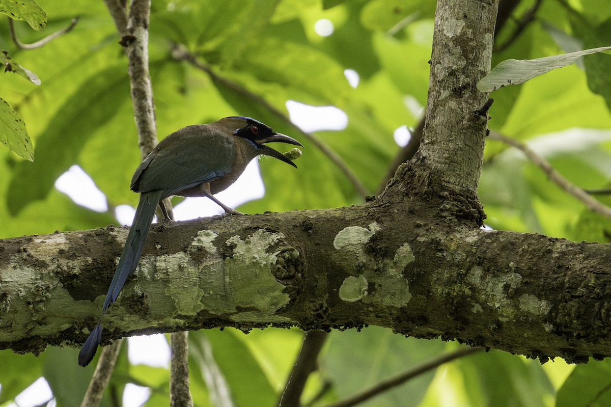 Whooping Motmot - ML638039187