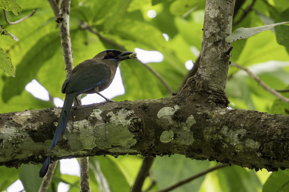 Whooping Motmot - ML638039190