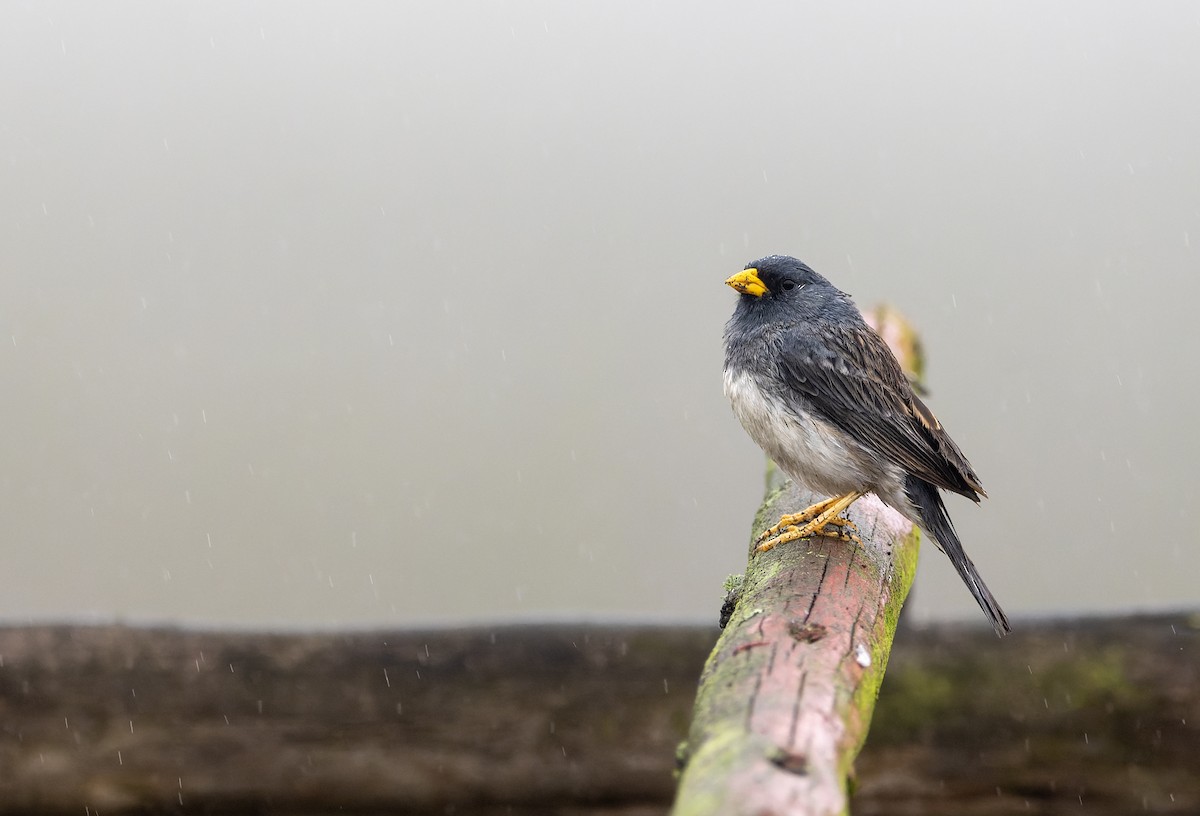 Band-tailed Sierra Finch - ML638039211