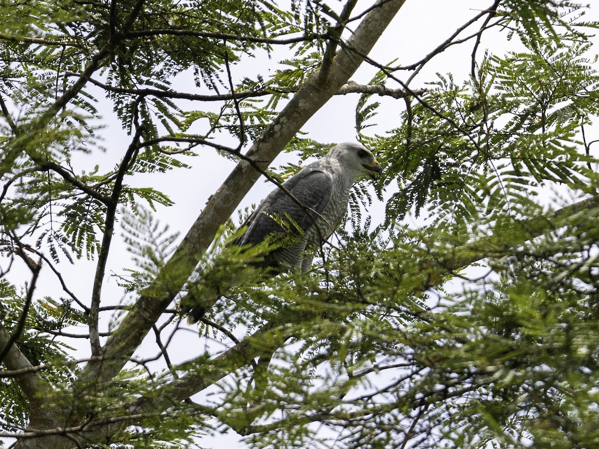 Gray-lined Hawk - ML638039234